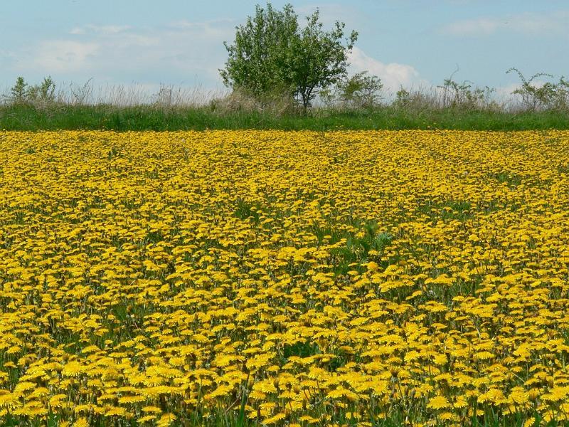 wiosna 2008_25.jpg